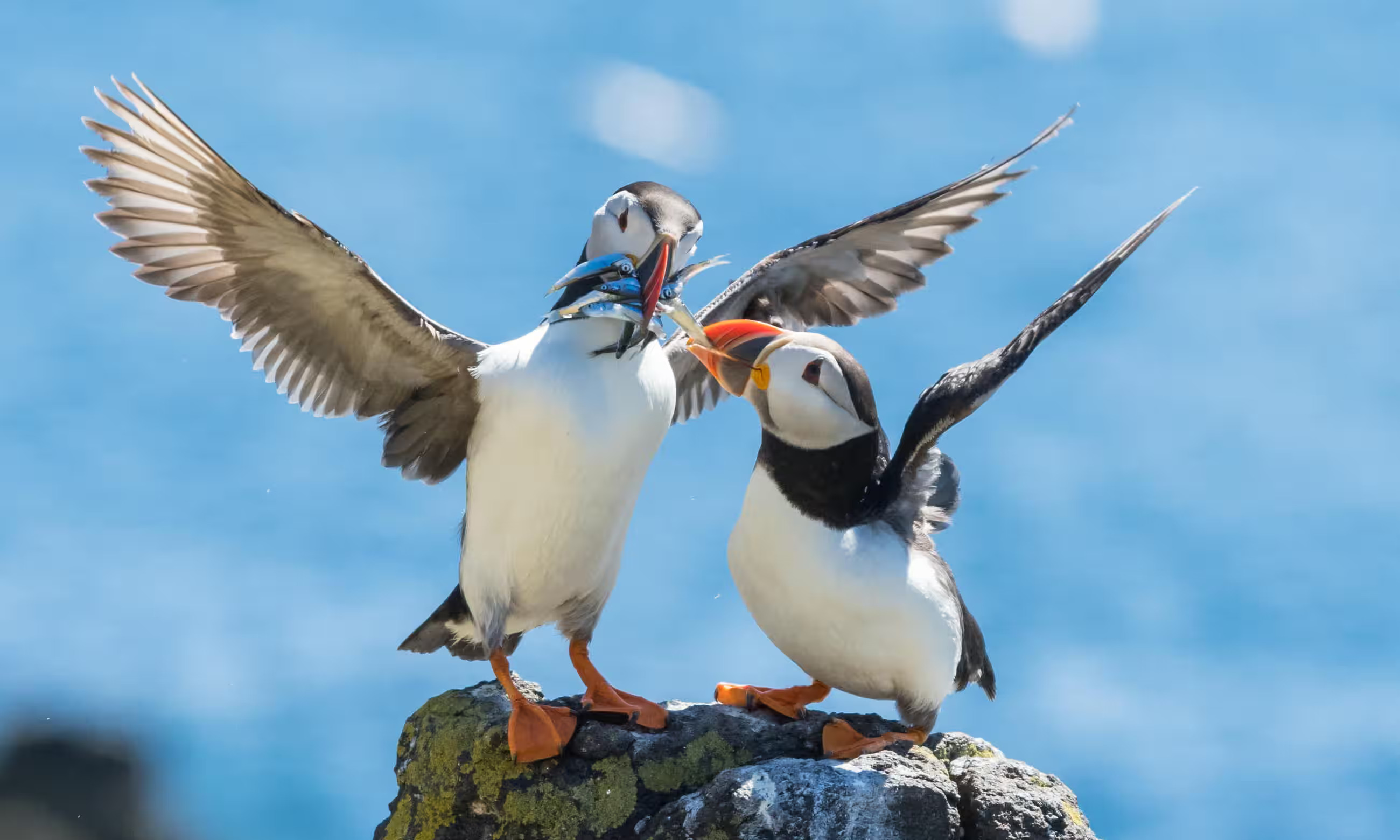 Thumbnail for Of Puffins and Proportionality: How a Tiny Fish Stirred the First Brexit Legal Storm